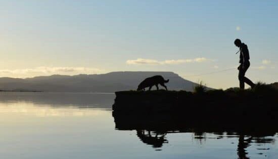 Pet-Friendly Rooms: Unwind with your furry friend at Belmore Court & Motel