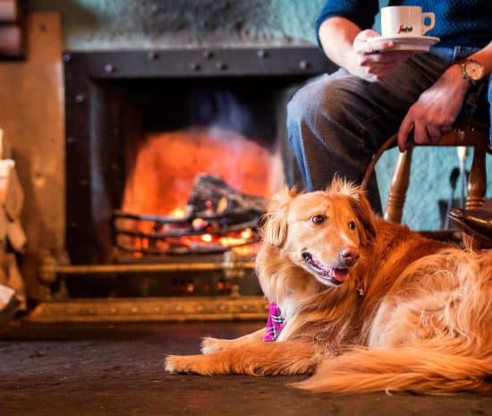 Pet-Friendly Rooms: Unwind with your furry friend at Belmore Court & Motel