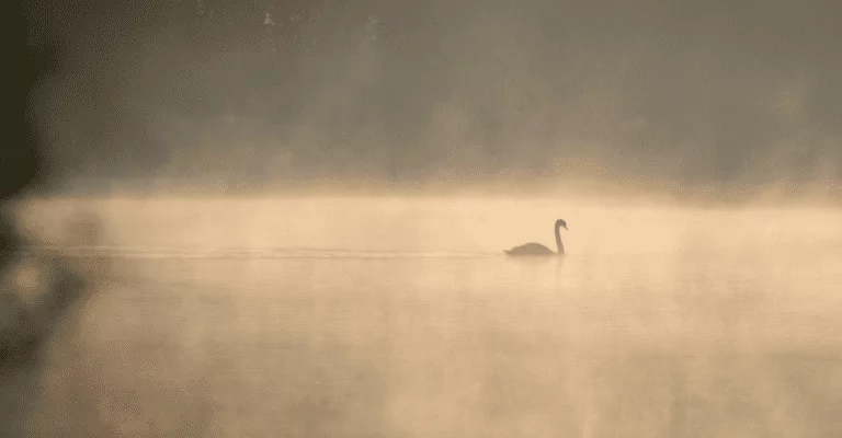 Swan on Lough Erne