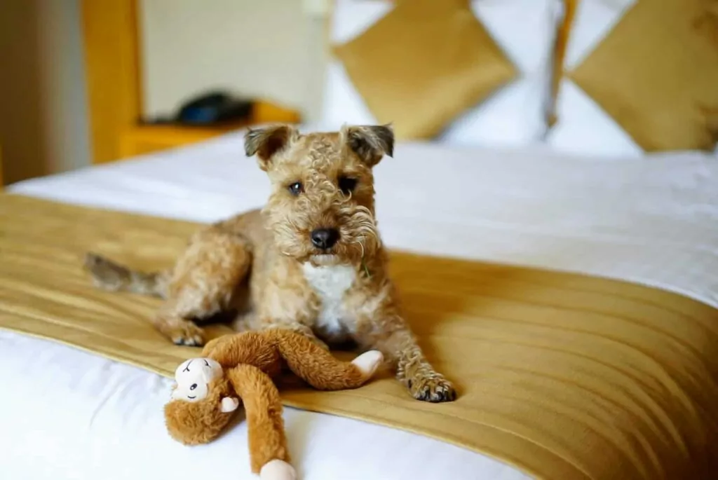 dog friendly walks in fermanagh accommodation near me