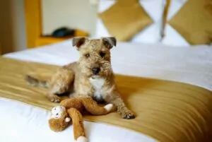 dog friendly walks in fermanagh accommodation near me