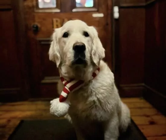 Pet Friendly Rooms in Enniskillen
