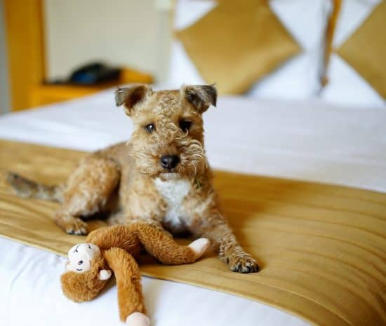 A dog's guide to Fermanagh, dog-friendly