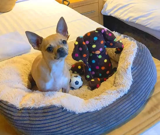 Pet Friendly Rooms in Enniskillen