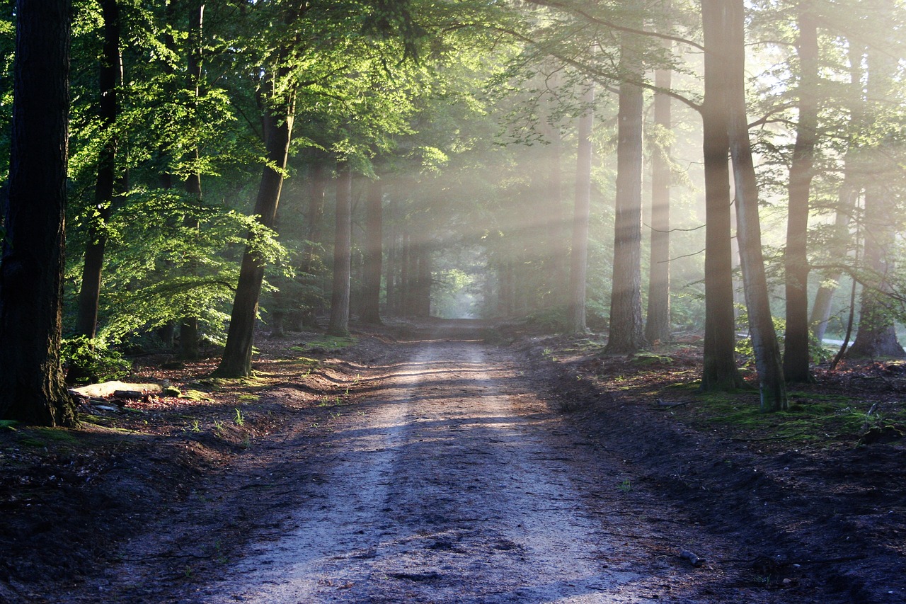 Embracing Nature Responsibly: The Leave No Trace