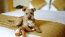 Standard-Room-Pet-Friendly